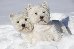 Terrier Prints: West Highland Terriers in snow, Vernon, Connecticut, USA