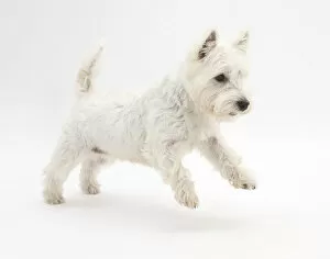Animal Theme Gallery: West Highland White Terrier leaping