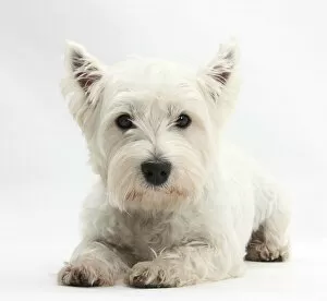 Images Dated 3rd February 2011: West Highland White Terrier lying