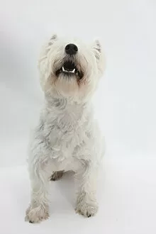 Animal Theme Gallery: West Highland White Terrier sitting