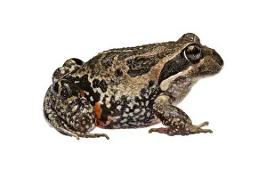 Western Australia Prints: Western banjo frog (Limnodynastes dorsalis) William Bay National Park, Western Australia