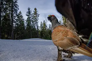 Game Bird Prints: Western capercaillie (Tetrao urogallus) female