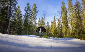 Calling Prints: Western capercaillie (Tetrao urogallus) male, displaying, Switzerland. February