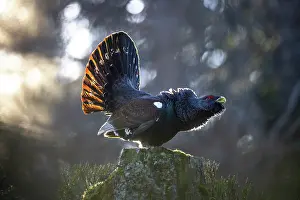 Calling Prints: Western capercaillie (Tetrao urogallus) male, displaying, Switzerland. February