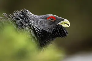 Game Bird Prints: Western capercaillie (Tetrao urogallus) male, head portrait, Switzerland. January