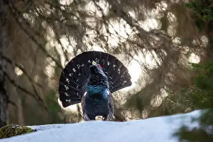 Calling Prints: Western capercaillie (Tetrao urogallus) male, displaying, Switzerland. January