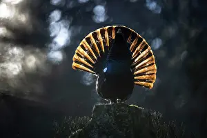Reproduction Prints: Western capercaillie (Tetrao urogallus) male, courtship display, Switzerland. February
