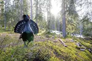 Reproduction Prints: Western capercaillie (Tetrao urogallus) male, courtship display, Switzerland. February