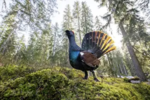 Calling Prints: Western capercaillie (Tetrao urogallus) male calling in forest, Switzerland. February