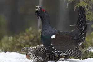 Western capercaillie (Tetrao urogallus) male calling at lek, with female, Tver, Russia