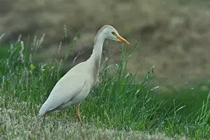 Buff Backed Heron Prints: Western cattle egret (Bubulcus ibis) portrait, Breton Marsh, Vendee, France. May