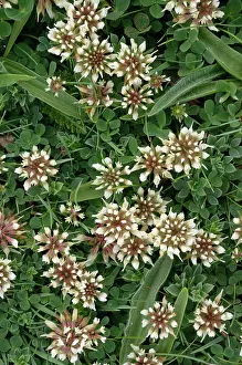 Rosanae Prints: Western clover (Trifolium occidentale) in flower, St Mary's, Isles of Scilly, UK. May