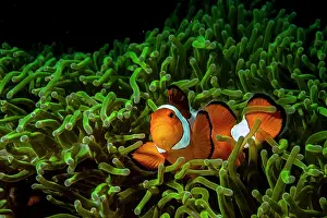 Clownfish Prints: Western clown anemonefish (Amphiprion ocellaris)