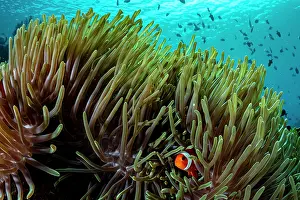 Clownfish Prints: Western clown anemonefish (Amphiprion ocellaris) among tentacles of host Magnificent sea anemone (Heteractis magnifica)