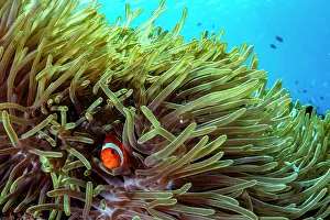 Clownfish Prints: Western clown anemonefish (Amphiprion ocellaris) among tentacles of host Magnificent sea anemone (Heteractis magnifica)
