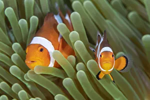 Clownfish Prints: Western clown anemonefish (Amphiprion ocellaris) poses with a large