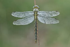 Images Dated 31st May 2014: Western clubtail (Gomphus pulchellus) female, Groot Schietveld, Wuustwezel, Belgium, May