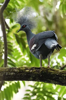 Images Dated 7th January 2017: Western crowned pigeon, (Goura cristata), Aiduma Island, Triton Bay, near mainland New Guinea