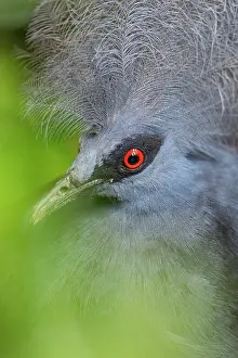 Captive Prints: Western crowned pigeon (Goura cristata) head portrait