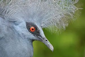 Captive Prints: Western crowned pigeon (Goura cristata) head portrait