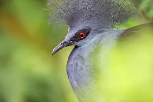 Captive Prints: Western crowned pigeon (Goura cristata) head portrait