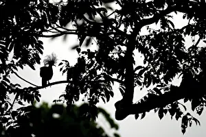 Silhouetted Prints: Western crowned pigeon (Goura cristata) perched in tree