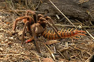 Southwest Usa Prints: Western desert tarantula (Aphonopelma chalcodes) feeding on a Desert centipede (Scolopendra polymorpha)