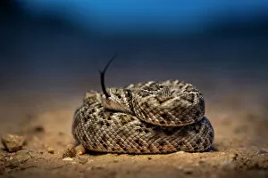 December 2022 Highlights Gallery: Western diamondback rattlesnake (Crotalus atrox) young, coiled up on desert floor at dusk