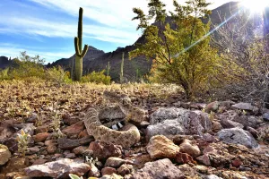 Western diamondback rattlesnake (Crotalus atrox) camouflaged amongst rocks, with rattle raised