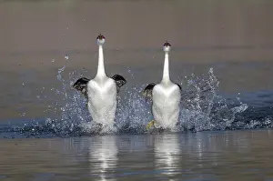 Liquids Prints: Western grebe (Aechmophorus occidentalis) pair running across water in courtship display called a Rush Ceremony