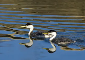 Western grebe (Aechmophorus occidentalis) pair swimming, with reflections, Bolsa