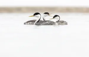 Togetherness Prints: Western Grebe (Aechmophorus occidentalis) swimming