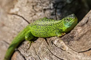 Lacertidae Prints: Western green lizard (Lacerta bilineata) male