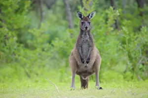 Western grey kangaroo (Macropus fuliginosus). Leeuwin-Naturaliste National Park