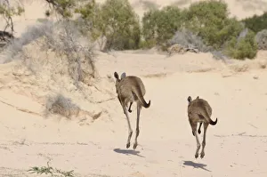 Rear Prints: Western Grey Kangaroos (Macropus Fuliginosus) pair hopping away across sand dunes