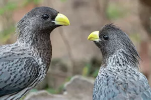 October 2022 Highlights Collection: Two Western grey plantain-eaters (Crinifer piscator) looking at each other, Allahein River