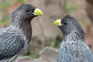 Two Western grey plantain-eaters (Crinifer piscator) looking at each other, Allahein River, The Gambia