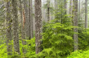 Western hemlock (Tsuga heterophylla) in Douglas-fir forest (Pseudotsuga menziesii)