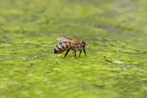 Apis Mellifica Prints: Western honey bee (Apis mellifera) drinking, portrait, Norfolk, England, UK. June