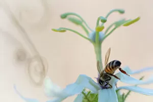 Apidae Collection: Western honeybee (Apis mellifera) pollinating Desert passionflower (Passiflora palmeri)