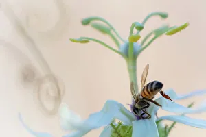 Apis Mellifica Prints: Western honeybee (Apis mellifera) pollinating Desert passionflower (Passiflora palmeri)