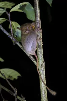 Western / Horsfields tarsier (Tarsius bancanus) hunting invertebrate prey in