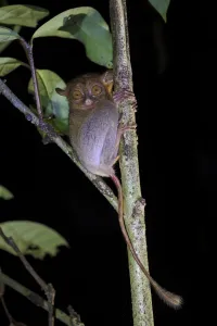 Nocturnal Prints: Western / Horsfields tarsier (Tarsius bancanus) hunting invertebrate prey in