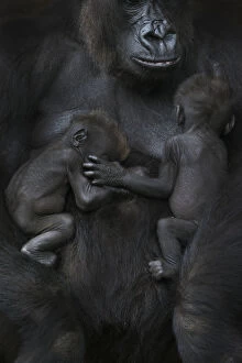 Central Africa Gallery: Western lowland gorilla (Gorilla gorilla gorilla) twin babies age 45 days sleeping