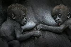 Images Dated 28th August 2013: Western lowland gorilla (Gorilla gorilla gorilla) twin babies age 45 days resting