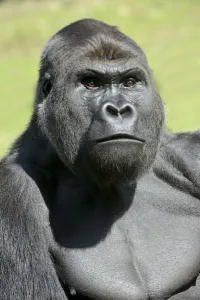 Images Dated 3rd December 2015: Western lowland gorilla (Gorilla gorilla gorilla) captive in zoo, native to west Africa