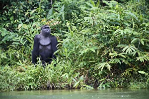 Gabon Prints: Western lowland gorilla (Gorilla gorilla gorilla) male aged 12 years standing up