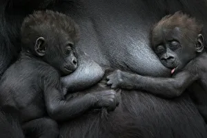 Western lowland gorilla (Gorilla gorilla gorilla) twin babies age 45 days resting