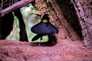 Reproduction Prints: Western parotia (Parotia sefilata) male displaying at lek, West Papua