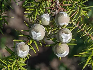 Gymnosperm Prints: Western prickly juniper (Juniperus oxycedrus) berries on tree
